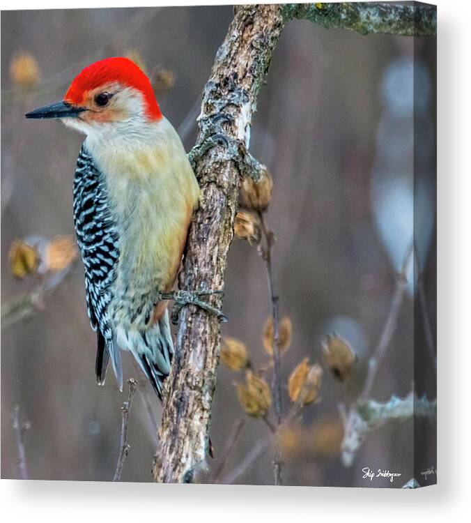 Woodpecker Canvas Print featuring the photograph Redbellied Woodpecker by Skip Tribby