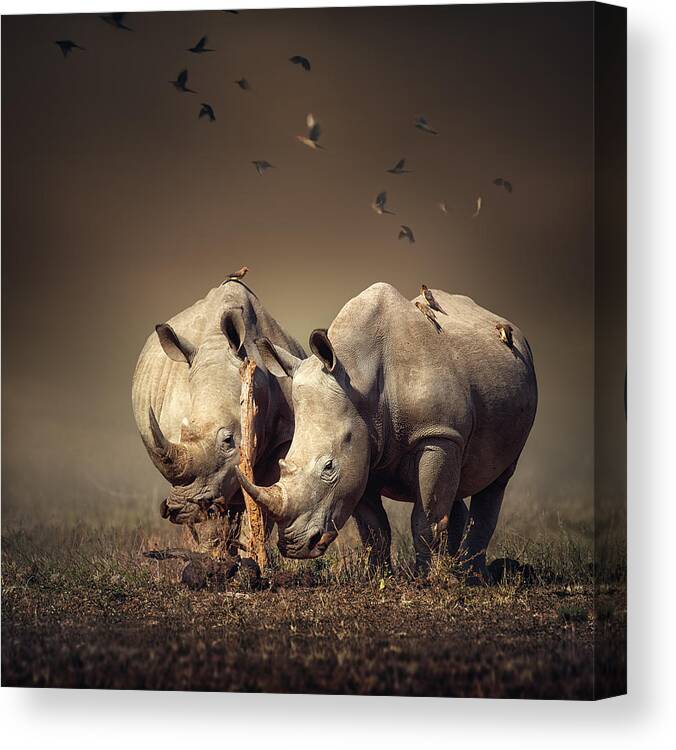 Rhinoceros Canvas Print featuring the photograph Rhino's with birds by Johan Swanepoel