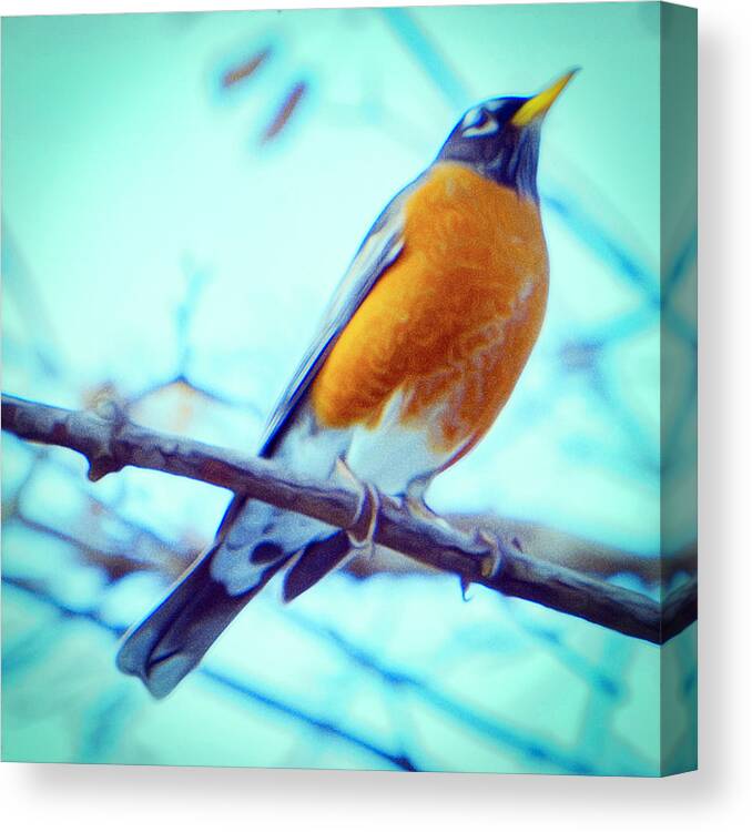 Robin Canvas Print featuring the photograph Robin Red Breast in Winter - Impressionism by Jason Fink
