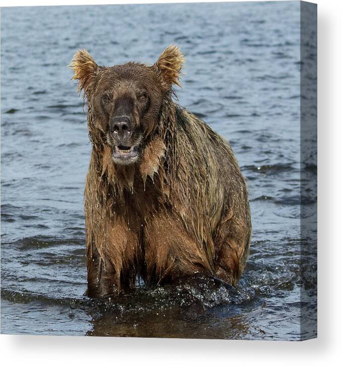 Alaska Canvas Print featuring the photograph Rogue Bear by Cheryl Strahl