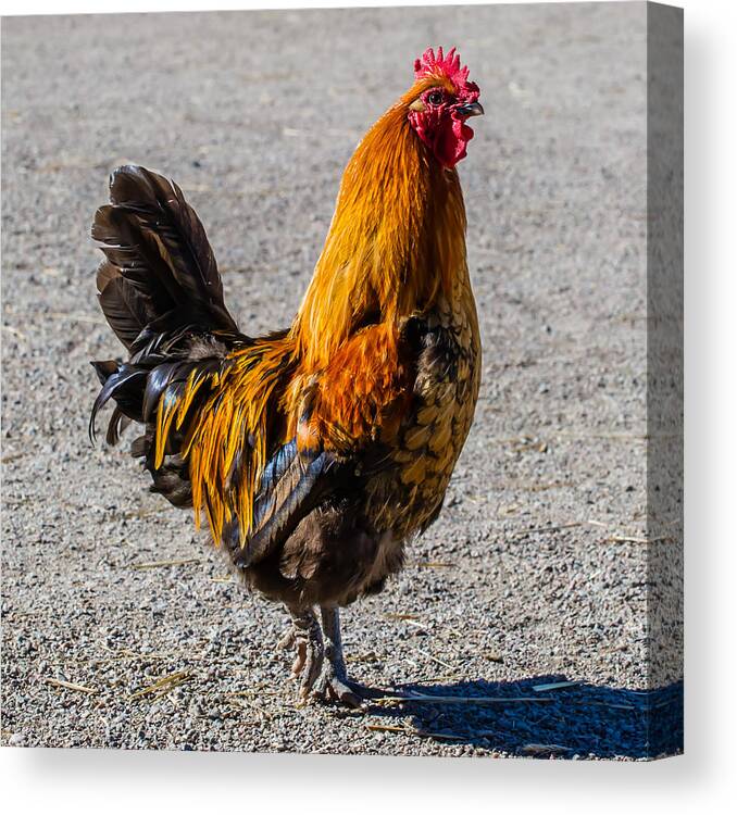 Rooster Canvas Print featuring the photograph Rooster by Torbjorn Swenelius