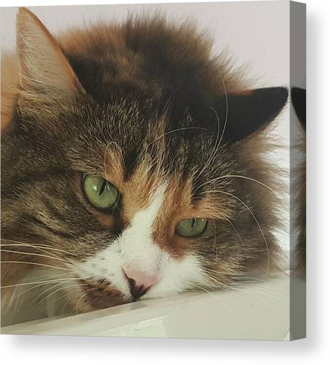 Petportrait Canvas Print featuring the photograph rosalie #cats #cat #pets #photo by Andrew Pacheco