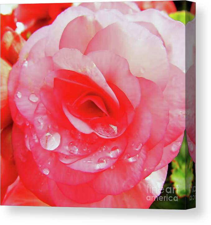 Roses Canvas Print featuring the photograph Rose After The Rain by D Hackett