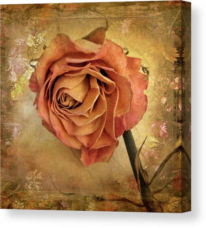 Rose Canvas Print featuring the photograph Rose by Jessica Jenney