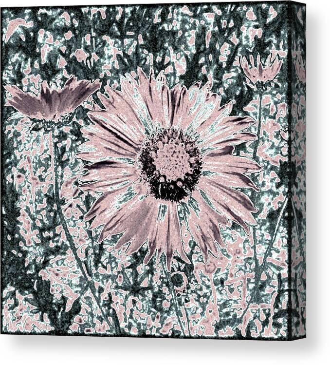 Daisies Canvas Print featuring the digital art Rose Wine Daisies by Will Borden