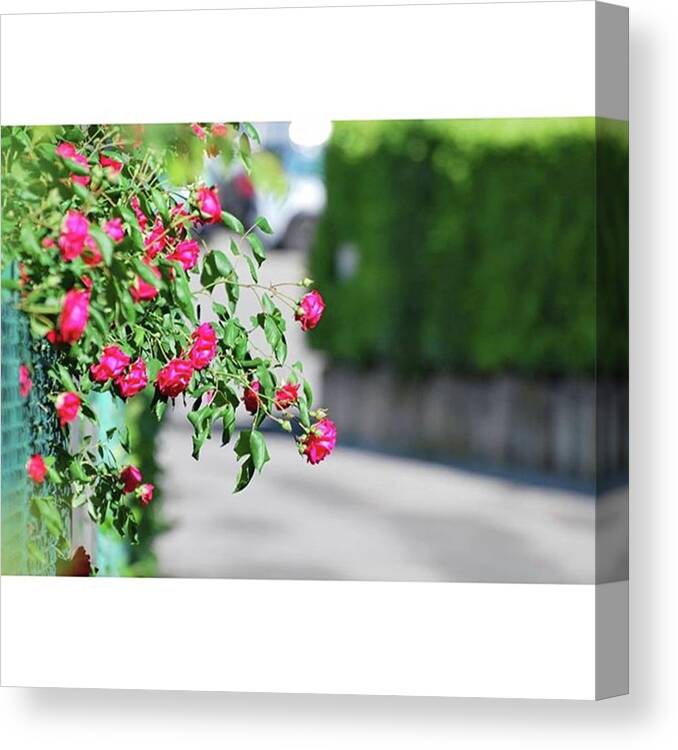 Rose Canvas Print featuring the photograph Roses On The Street by Fabio Caironi