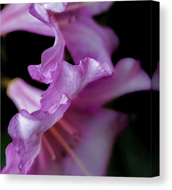 Rhododendron Canvas Print featuring the photograph Ruffled - by Julie Weber