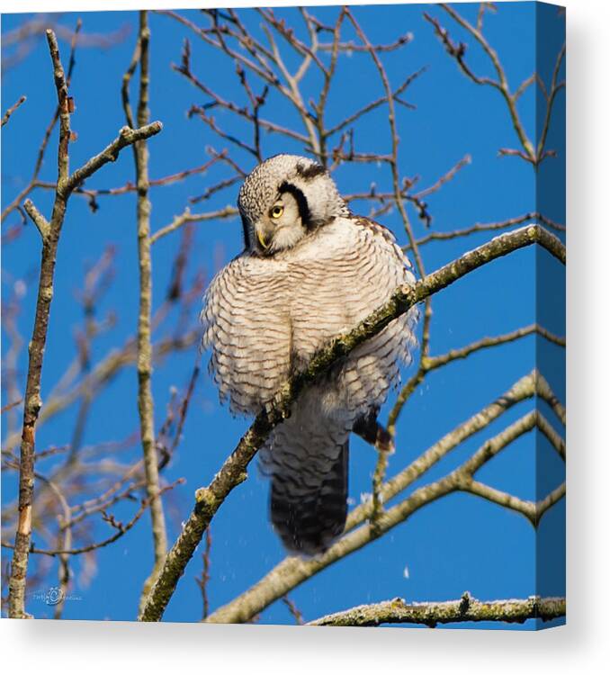 Ruffled Up Canvas Print featuring the photograph Ruffled up by Torbjorn Swenelius