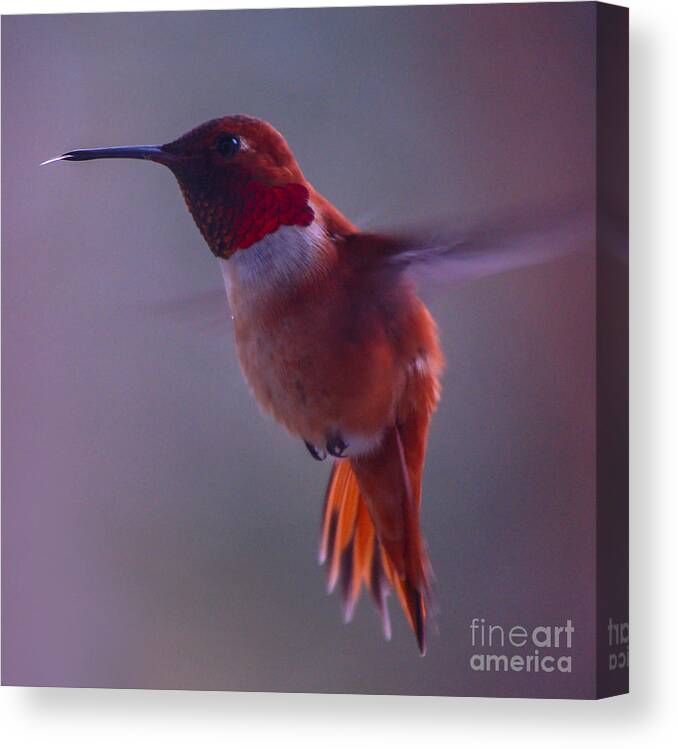 Rufus Canvas Print featuring the photograph Rufus Hummingbird by Chuck Flewelling