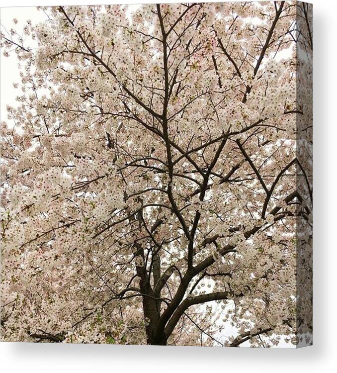 Worldisbeautiful Canvas Print featuring the photograph Sakura In Full Bloom by Ippei Uchida