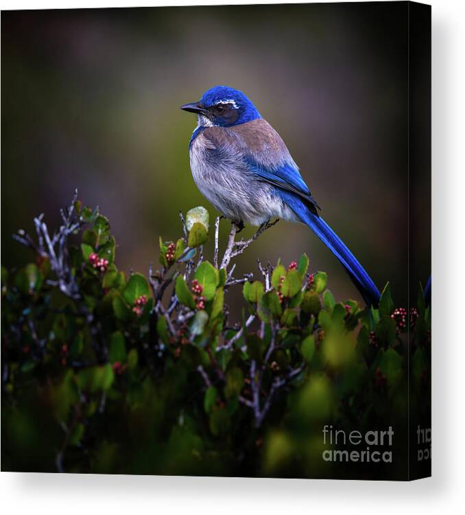 Blue Bird Canvas Print featuring the photograph San Diego Bluebird by Doug Sturgess