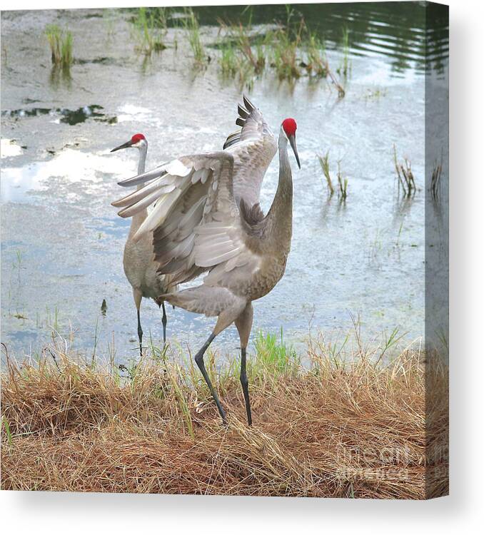 Florida Sandhill Crane Canvas Print featuring the photograph Sandhill Crane Courtship Dance 18 by Carol Groenen