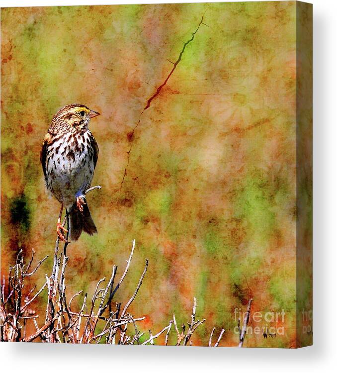 Bird Canvas Print featuring the photograph Savannah Sparrow . Texture . Square . 40D5883 by Wingsdomain Art and Photography