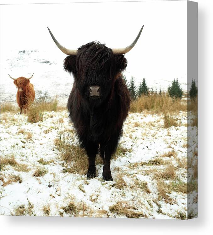 Highland Cattle Canvas Print featuring the photograph Scottish Black Highland Coo by Maria Gaellman