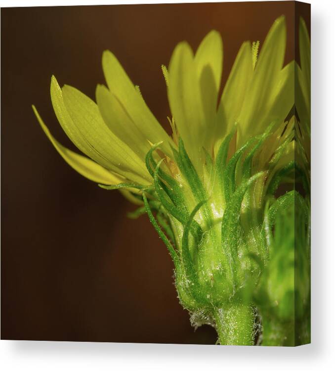 Goldenaster Canvas Print featuring the photograph Scrubland Goldenaster by Paul Rebmann