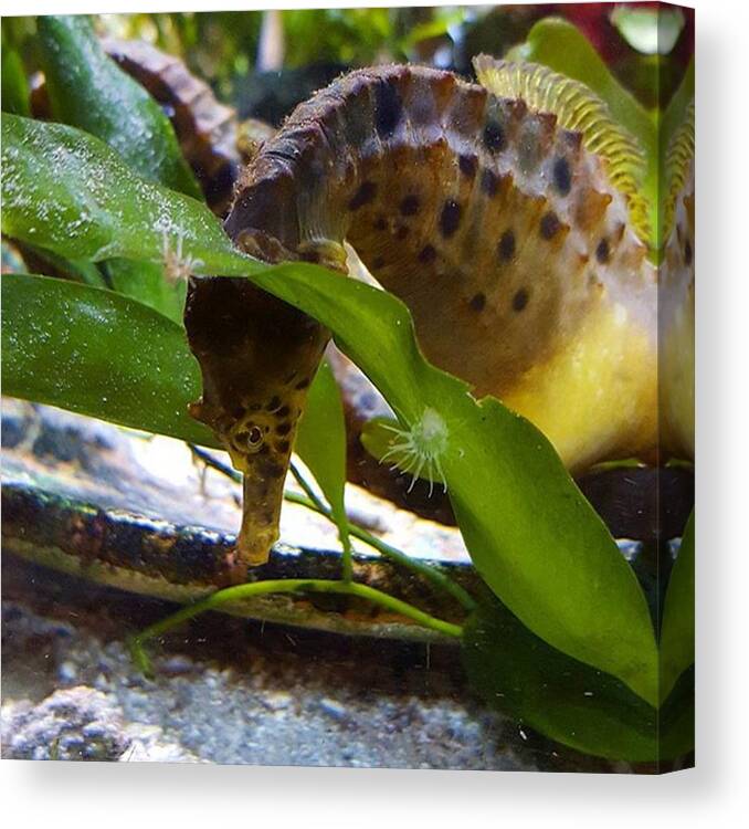 Dh Canvas Print featuring the photograph Sea Horses Are The Most Amazing by Dante Harker
