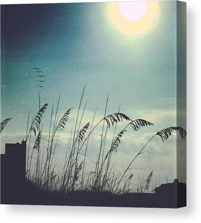 Pelicans Canvas Print featuring the photograph Sea Oats And Pelicans #coastalliving by Joan McCool