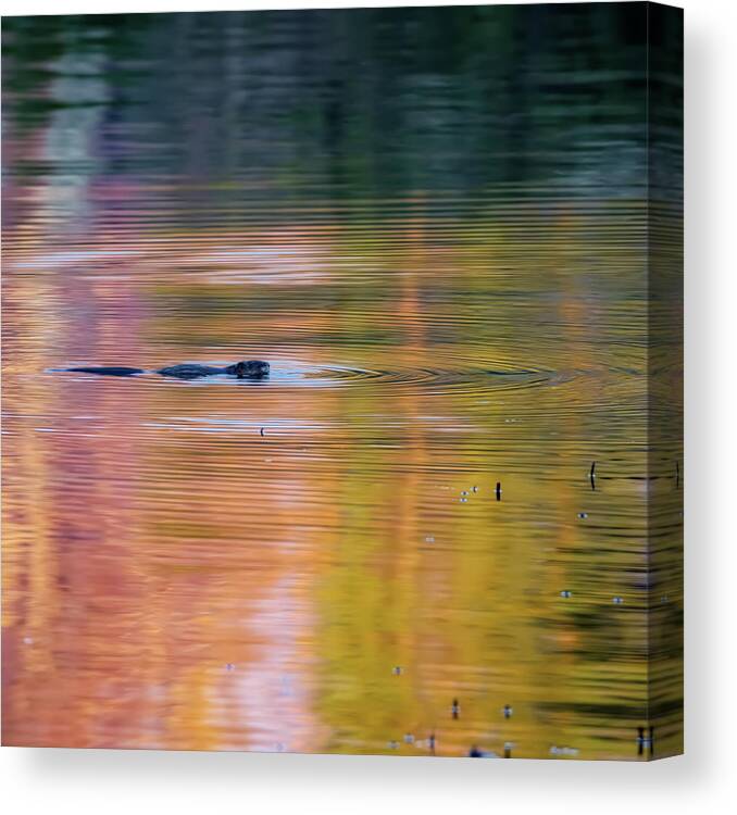 Square Canvas Print featuring the photograph Sea of Color Square by Bill Wakeley