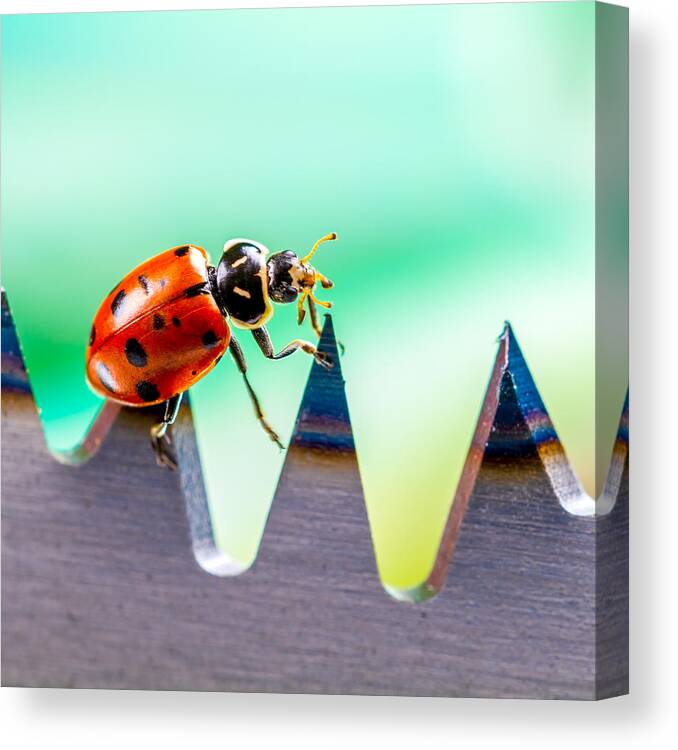 Ladybugs Canvas Print featuring the photograph Sea of Pain by TC Morgan