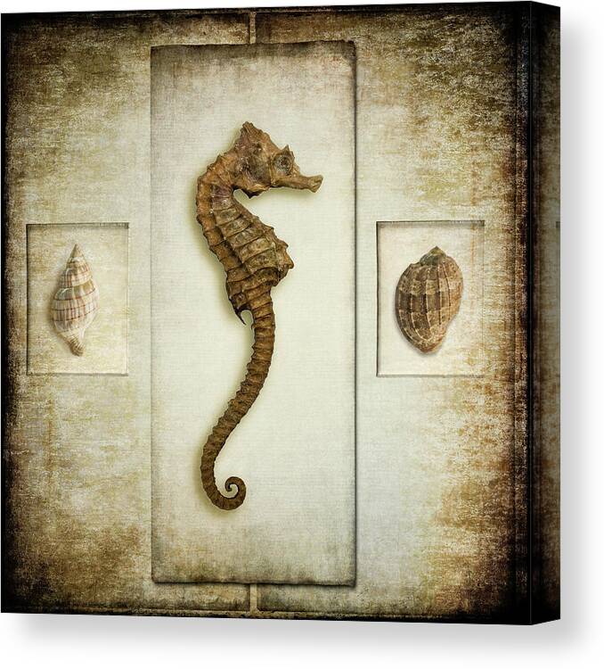 Fine Art Photography Canvas Print featuring the photograph Seahorse by John Strong