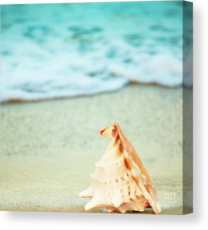 Seashell Canvas Print featuring the photograph Seashell by MotHaiBaPhoto Prints