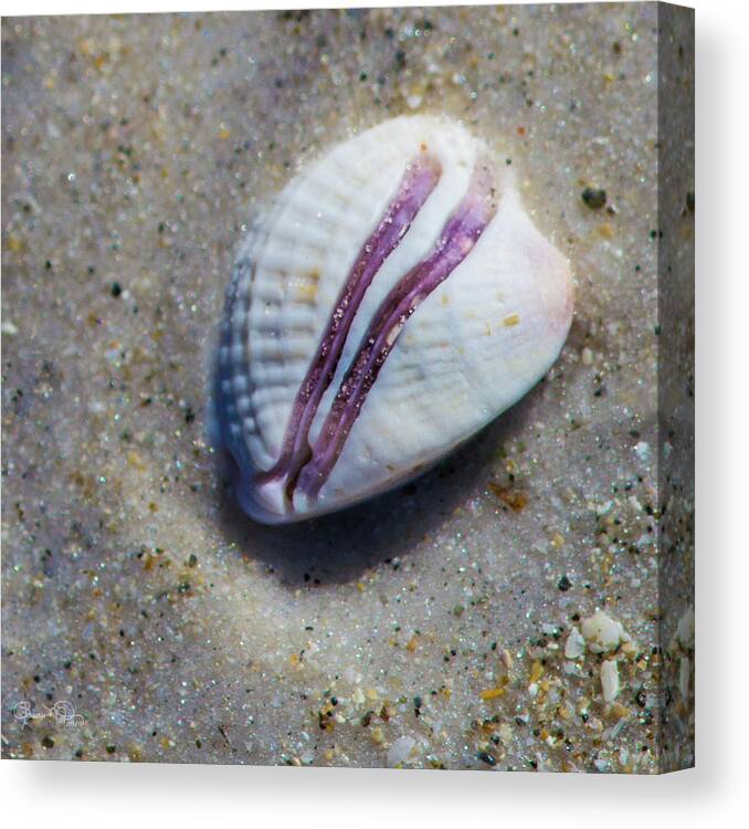 Susan Molnar Canvas Print featuring the photograph Seaside Treasure 4 by Susan Molnar