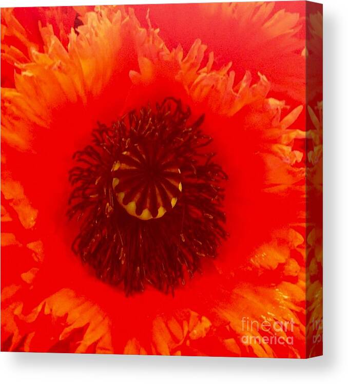 Flower Canvas Print featuring the photograph Seattle by Denise Railey