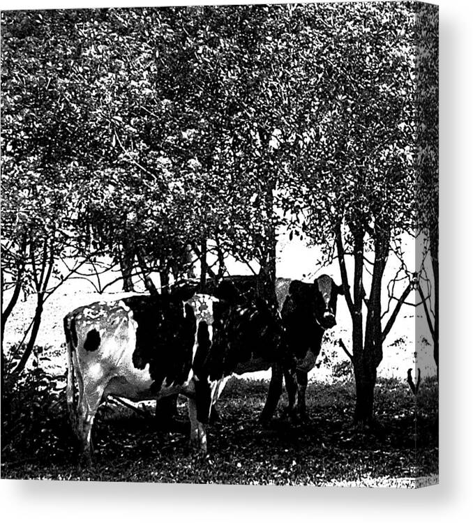 Cows Canvas Print featuring the photograph Seeking Shade 2 by David Patterson