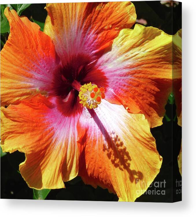 Hibiscus Canvas Print featuring the photograph Sex on the Beach Hibiscus by Jean Wright