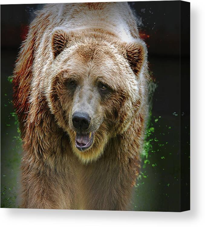 Animal Canvas Print featuring the photograph Shaking It Off by Annette Hugen