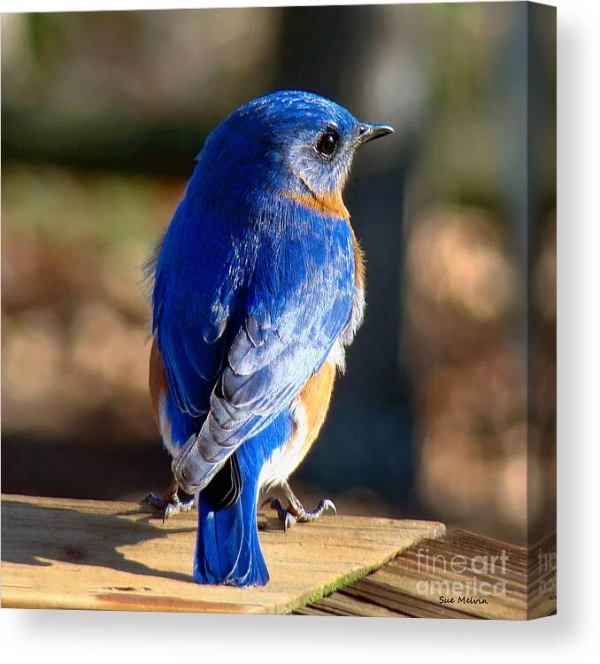 Bluebird Canvas Print featuring the photograph Showing Off My Beautiful Blue Feathers in the Sunlight by Sue Melvin
