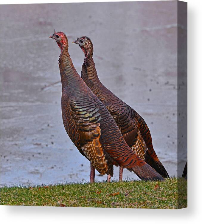 Turkeys Canvas Print featuring the photograph Side by Side by Ken Stampfer