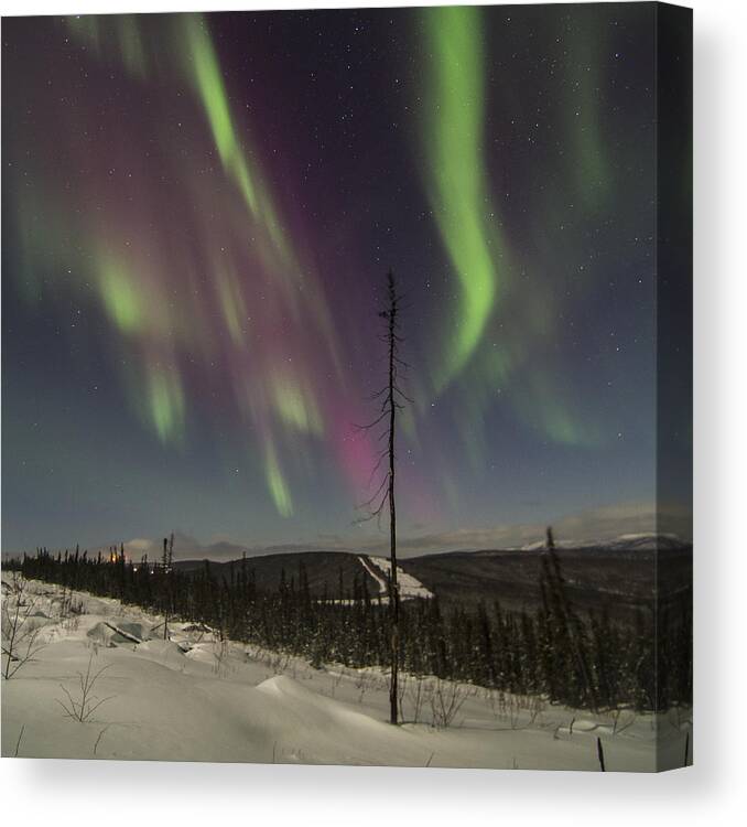 Aurora Borealis Canvas Print featuring the photograph Single Sentry Aurora by Ian Johnson
