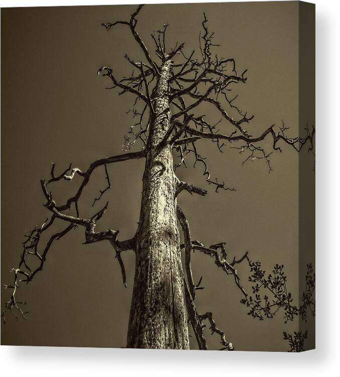 Pictorial Canvas Print featuring the photograph Skeletal Tree Sedona Arizona by Roger Passman