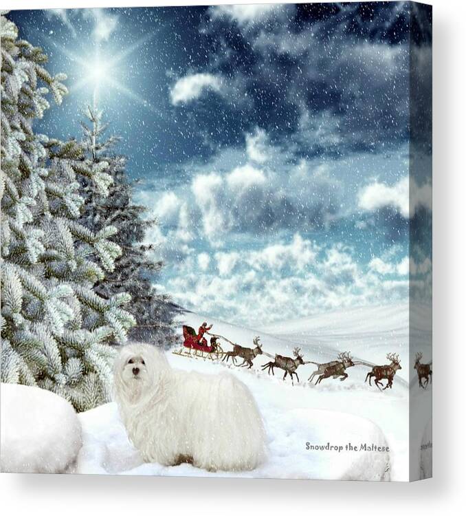 maltese Dog Christmas Canvas Print featuring the mixed media Sleigh Bells Ringing by Morag Bates