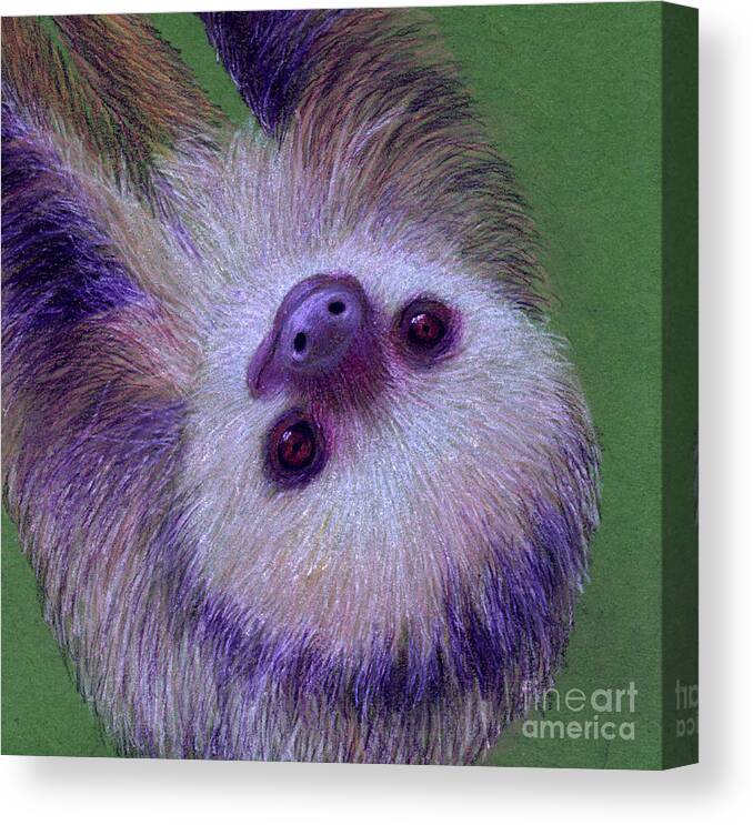 Sloth Canvas Print featuring the drawing Sloth by Jackie Irwin