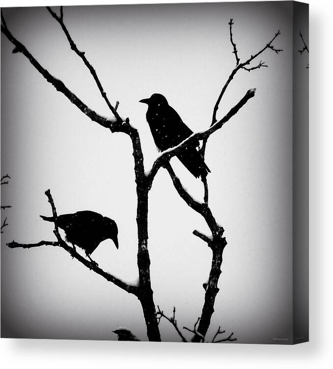 Snow Crows Canvas Print featuring the photograph Snow Crows by Dark Whimsy
