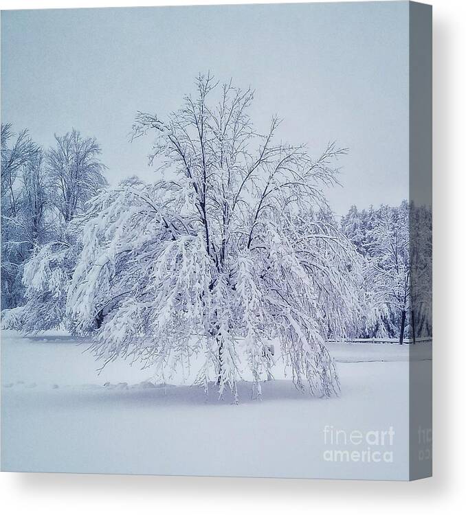 Landscape Canvas Print featuring the photograph Snow Encrusted Tree by Mary Capriole