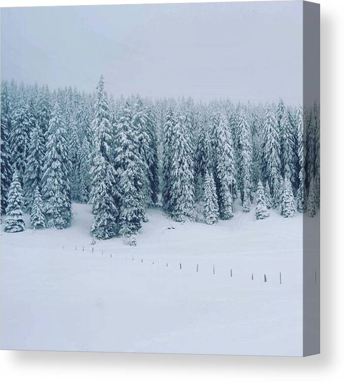 Beauty Canvas Print featuring the photograph Snow Scene by Aleck Cartwright
