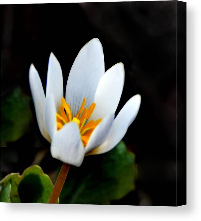 Flower Canvas Print featuring the photograph Snow White Petals by Kathleen Stephens