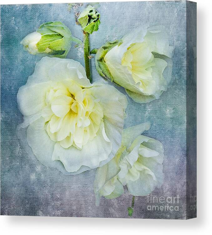 Floral Canvas Print featuring the photograph Softly in Blue by Betty LaRue