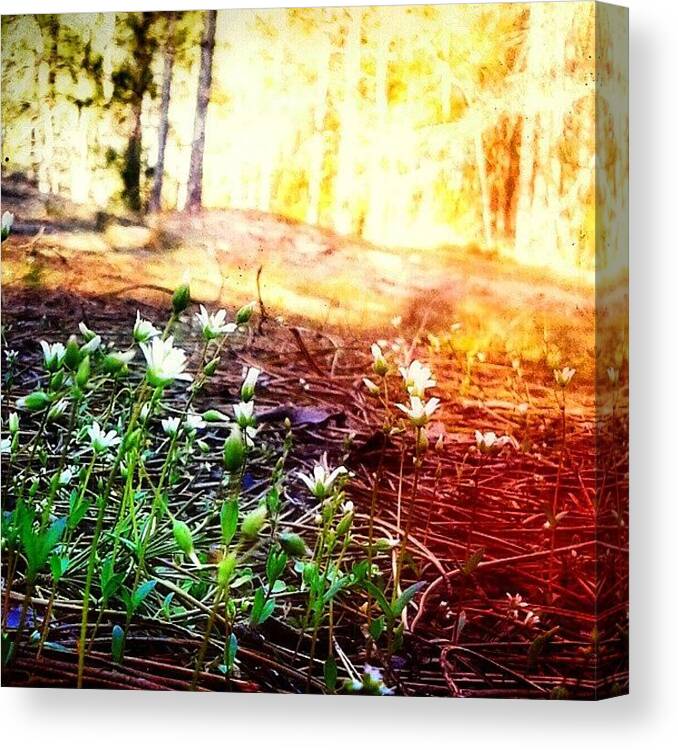 Colorful Canvas Print featuring the photograph Some Wildflowers In The Forest On A by Tanya Gordeeva