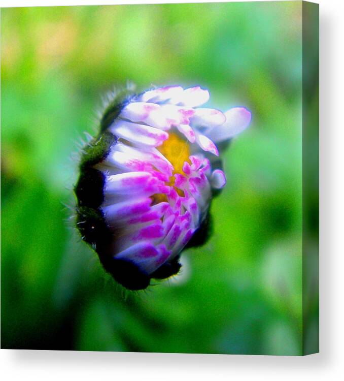 Flowers Canvas Print featuring the photograph Soon by Roberto Alamino