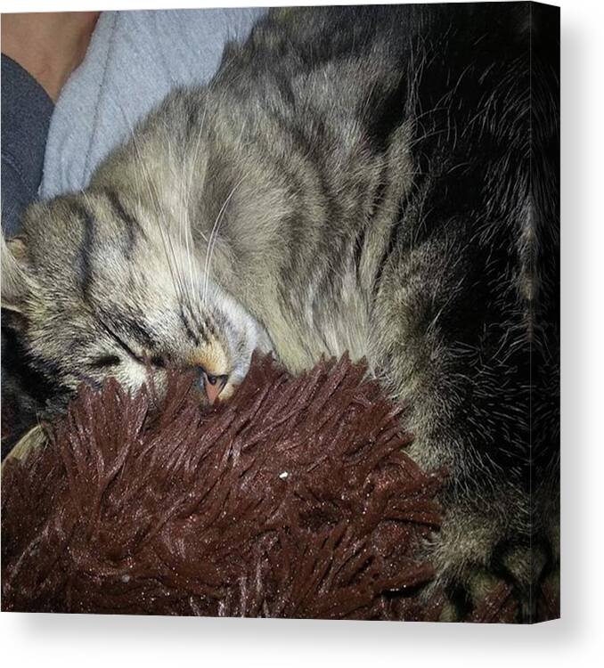 Beautiful Canvas Print featuring the photograph Sooo Tired Of Being Cuddly by Neo Maine Coon