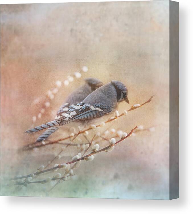 Blue Jay Canvas Print featuring the photograph Soulmates by Sue Capuano