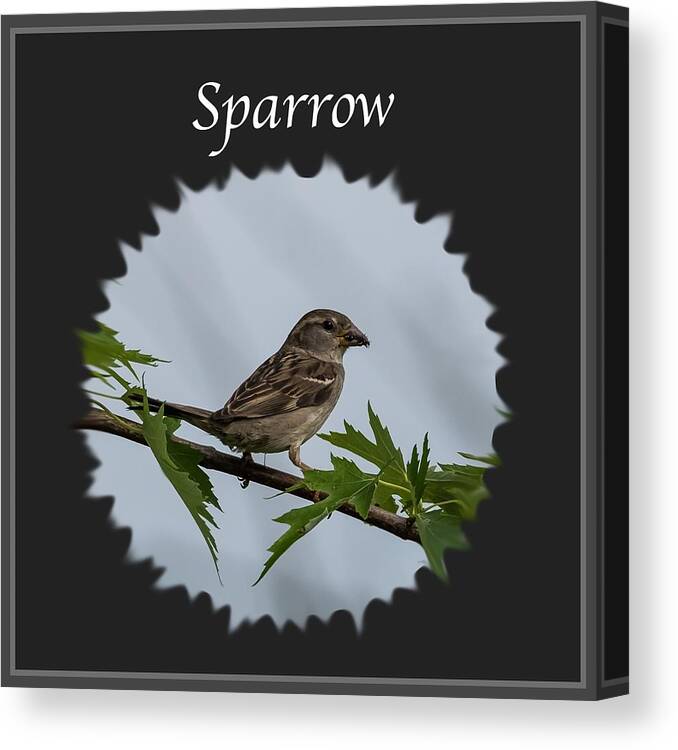 Sparrow Canvas Print featuring the photograph Sparrow  by Holden The Moment