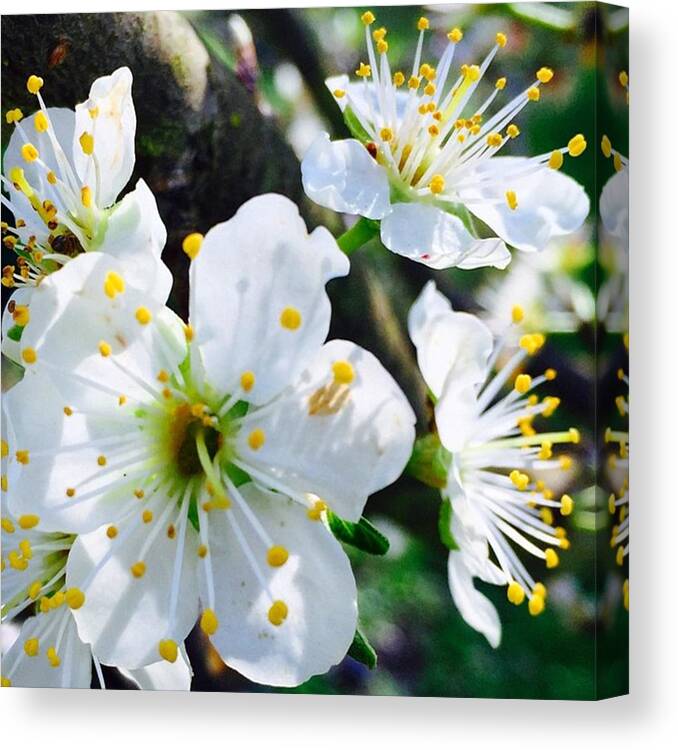Nio Canvas Print featuring the photograph Spent The Afternoon Pulling Weeds Under by Blenda Studio