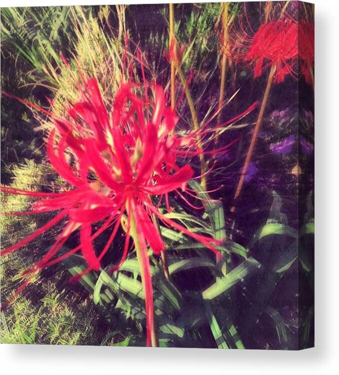 Redflowers Canvas Print featuring the photograph Spider Lily #flowers #inmygarden by Joan McCool