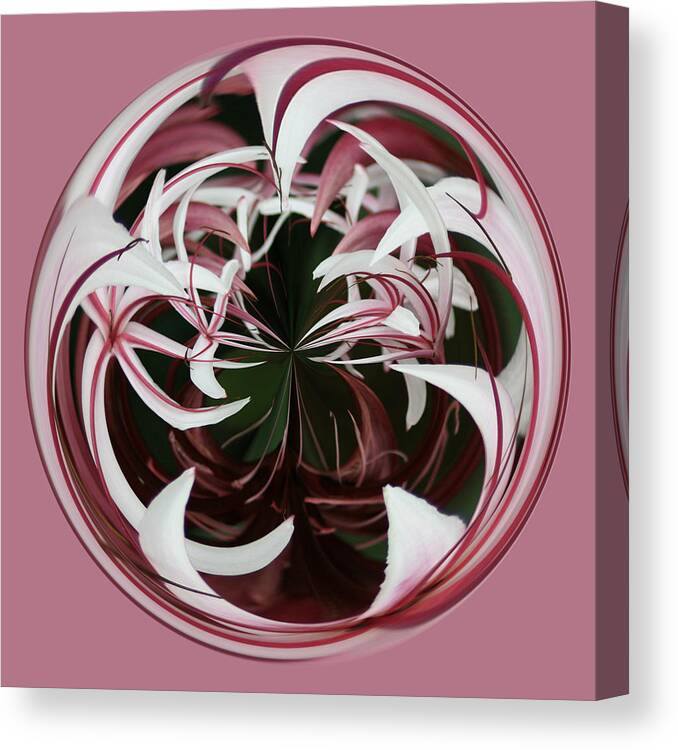 Spider Lily Canvas Print featuring the photograph Spider Lily Orb by Bill Barber