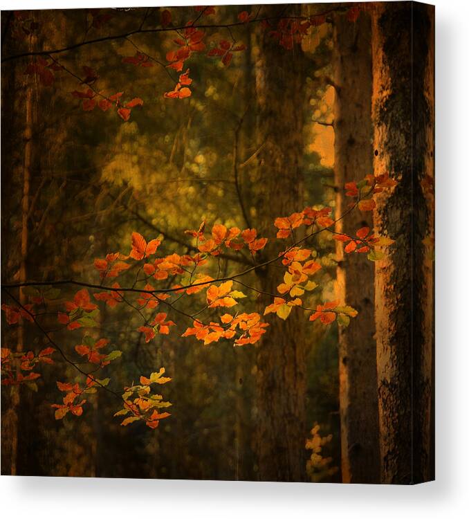 Autumn Canvas Print featuring the photograph Spirit Fall by Philippe Sainte-Laudy